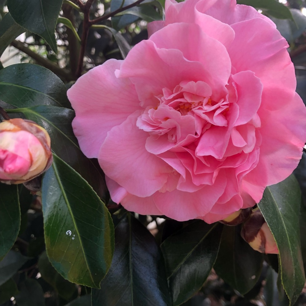 Meet your Posher, Katrina